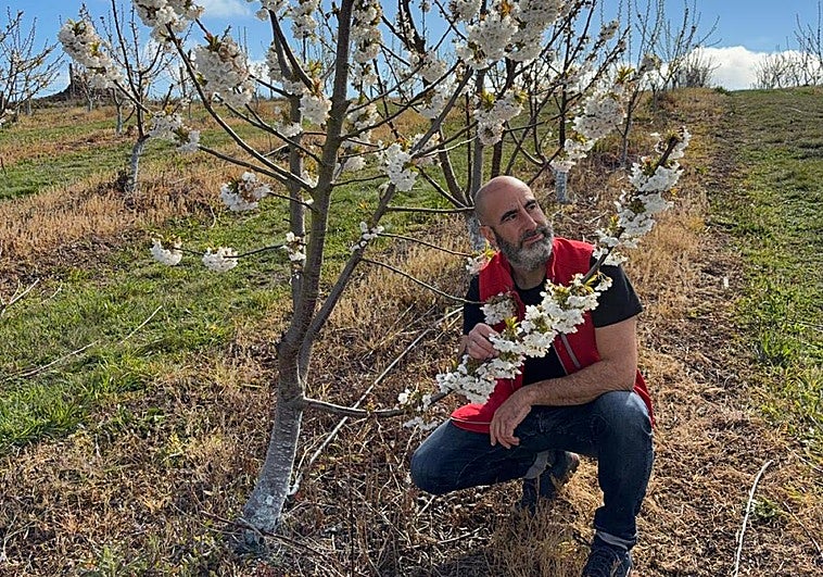 Gabriel Rius, dueño de Kuma Cherries: «La cereza se da bien en el suroccidente asturiano»
