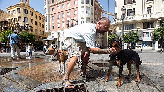 ¿Cómo evitar el golpe de calor en perros y gatos?: consejos para frenar esta urgencia que puede ser mortal