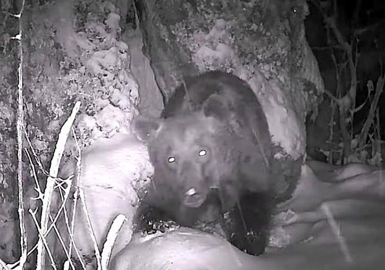 Sale de su hibernación el oso que estaba dentro de un árbol: «Abandonó el tronco con la última nevada y el canto de un petirrojo»