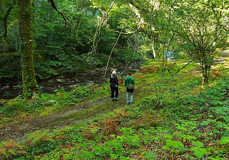 Asturias invita a un baño de bosque en Muniellos