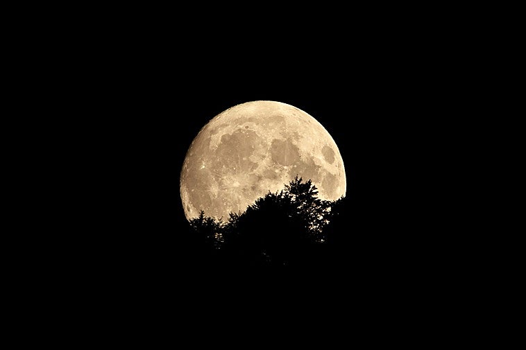 Ateneas: rutas nocturnas en Redes para conocer el mundo de las rapaces