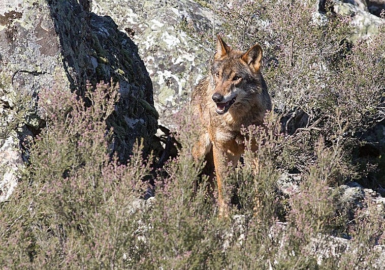 La justicia da la razón a los ecologistas y tumba el plan del lobo de Asturias