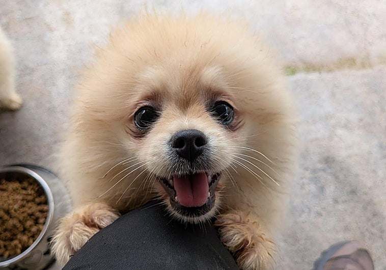 El 'criadero de los horrores' de Serín: «Era tremendo, tras un rato en la nave te picaban los ojos»