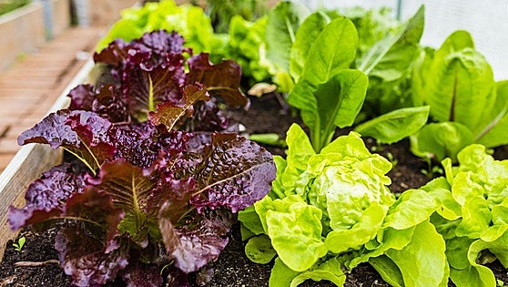 El truco para conseguir que la lechuga siempre esté crujiente