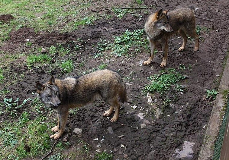 El Principado confirma que las poblaciones de lobos siguen creciendo y agiliza un nuevo decreto para retomar los controles