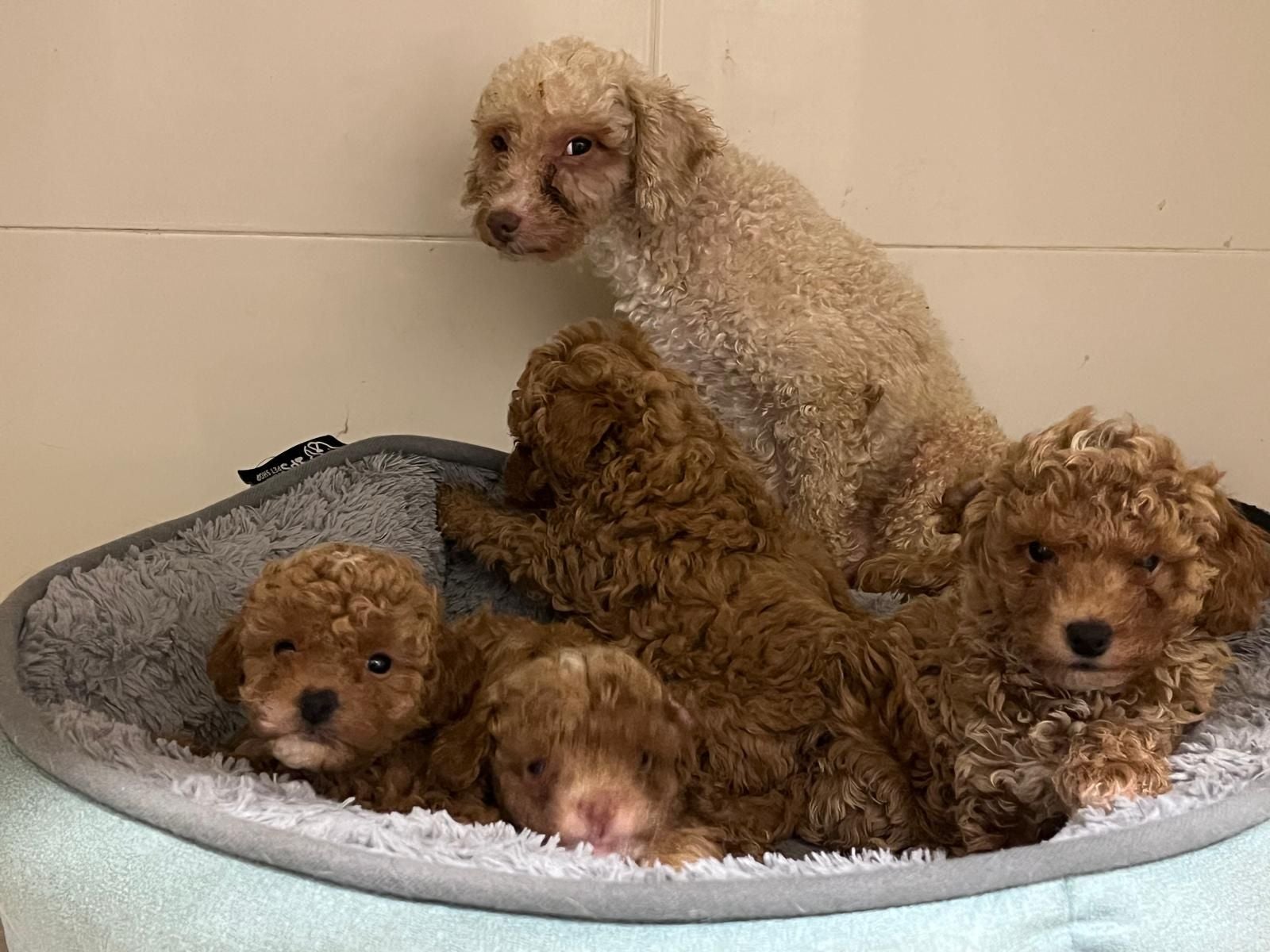 Los cachorros con deformaciones se congelaban «aún vivos» en el 'criadero de los horrores' de Gijón