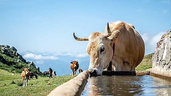 Babilla, pez, chamón... ¿cuantos cortes de la carne de Ternera Asturiana conoces?