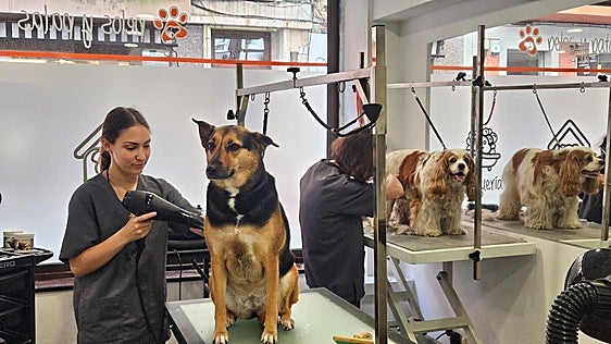 Las claves para proteger a tu perro del calor en verano (y por qué nunca debes raparlo)
