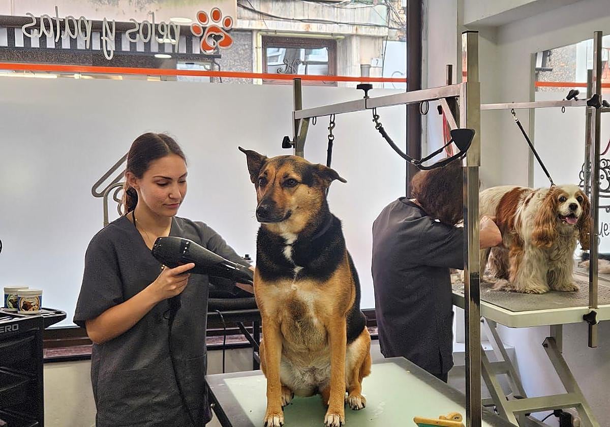 Claves para proteger a tu perro del calor en verano (y por qué nunca debes raparlo)