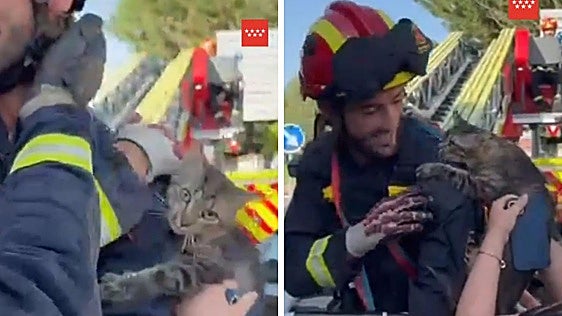 La tierna reacción de un gato rescatado tras dos días atrapado en un árbol: «Nos hemos caído muy bien»
