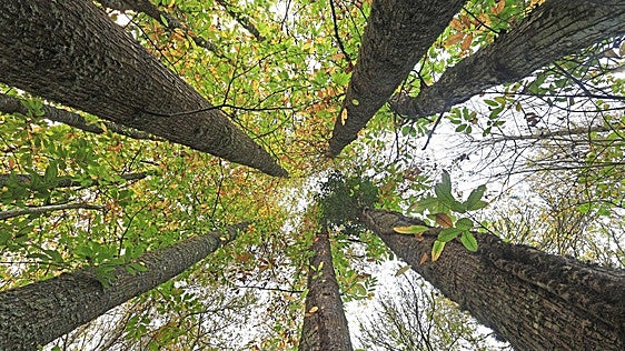 La madera gana peso en la transición ecológica