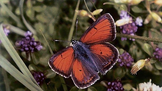 Ruta gratuita en los Picos de Europa para descubrir el santuario de las mariposas