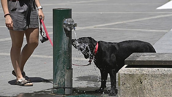 Los efectos de la ola de calor en los perros y gatos: guía para prevenir emergencias