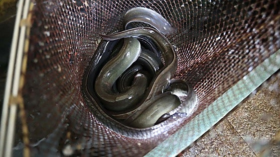 La anguila, el pez que recorre océanos y ríos