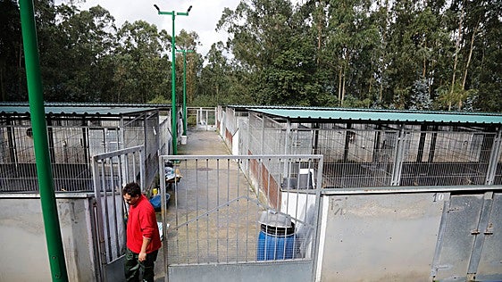 Las obras del albergue de animales de Gijón: gateras con más luz, zona de primer contacto para adoptantes...