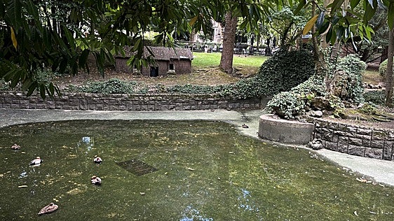 Los patos se «consuelan» en la charca del Campo de Oviedo