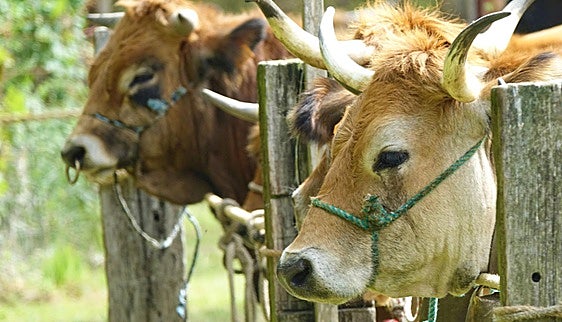 URA da la voz de alarma: el campo asturiano afronta «la mayor crisis en décadas»