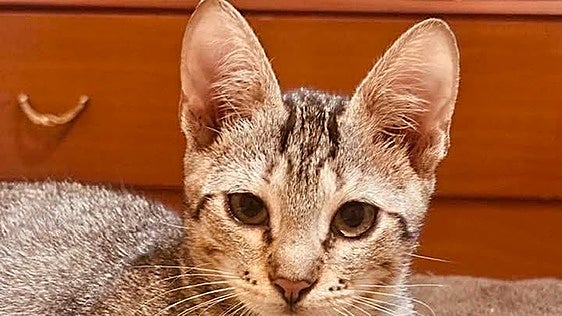 Se busca a 'Gafy', una gata de un año perdida en Mieres: «Tengo el corazón roto»