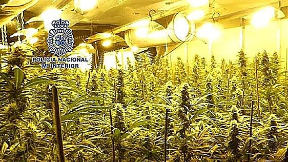Cárcel para los ciudadanos chinos que montaron macrofábricas de marihuana en Oviedo y Gijón
