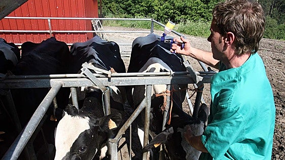 Primer foco de lengua azul detectado en Asturias: dos vacas de una ganadería de Tineo