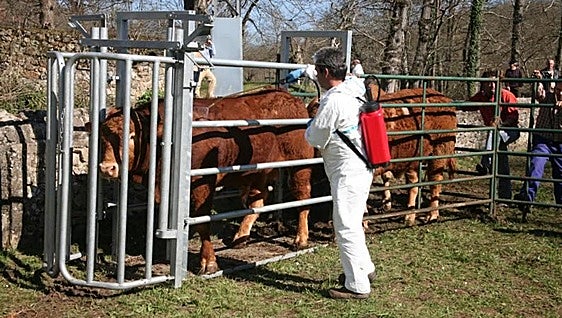 La lengua azul inquieta al campo asturiano: «Sabemos dónde empieza, pero no dónde termina»