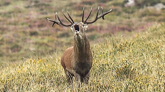 Los planes gratuitos para disfrutar de la berrea del venado en los montes de Nava