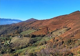 Helechos en Asturias.