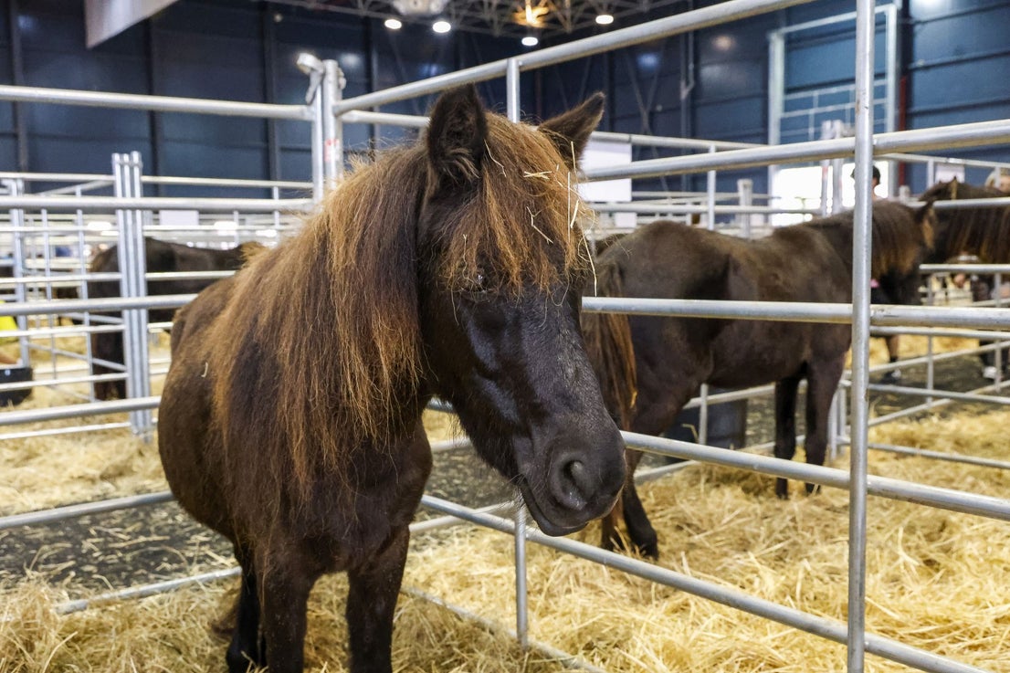 Agropec abre sus puertas en Gijón