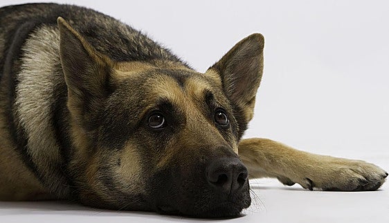 La pesadilla de las noches de verano para los perros y gatos: los fuegos artificiales y los petardos
