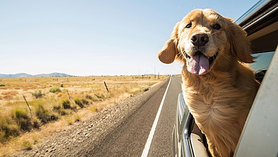¿Viajas con tu mascota? Los cuatro puntos que debes tener en cuenta según los veterinarios