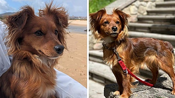 Aparece 'Rosie', la perra que se escapó de un portal de Gijón hace días