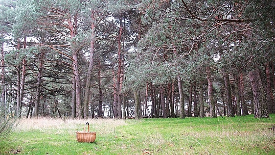 Paseos senderistas en Asturias con la micología como protagonista: el plan otoñal redondo