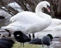 Muere un segundo pato salvaje en Francia por el virus H5N1 de la gripe aviar