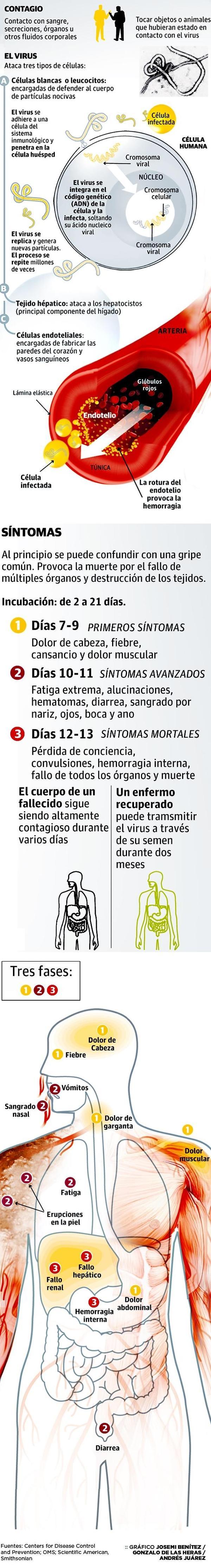 El ciclo del ébola