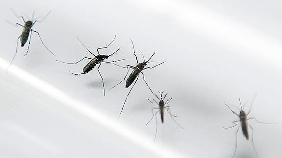 Mosquitos del género Aedes que transmiten el virus. 