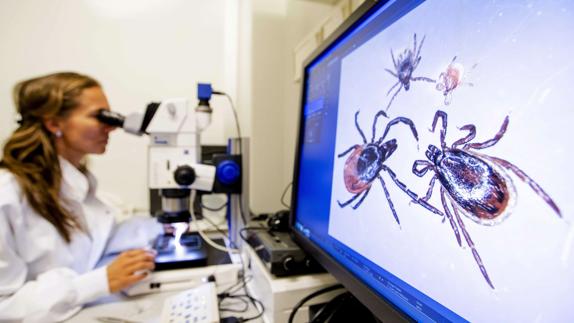Una científica estudia varias garrapatas, transmisoras de la fiebre hemorrágica.