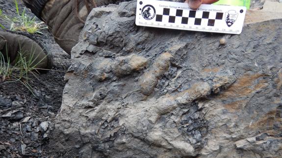 Descubierto un nuevo yacimiento de dinosaurios en Castellón con piezas de grandes dimensiones