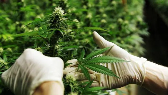 Un agente de policía examina una planta de marihuana. 