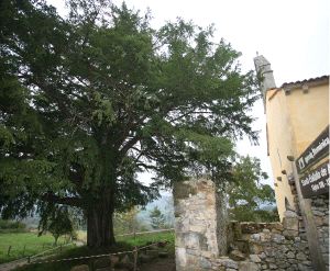 PROTECCIÓN. La consejería asegura que el árbol no corre peligro. / NEL ACEBAL