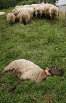 Una oveja muerta, en primer término. / N. A.