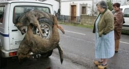 Una mujer observa en Amieva dos animales matados durante una batida. / NEL ACEBAL