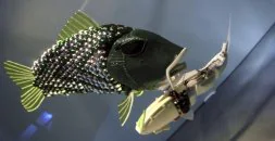 El pez-robot controlará la calidad del agua para el baño y la pesca en  Gijón