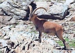 Un ejemplar de cabra hispánica, en el Parque Nacional de Sierra Nevada. ::                             ALFREDO AGUILAR