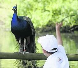 Un niño lanza comida a un pavo real en Isabel la Católica. ::                             P. UCHA