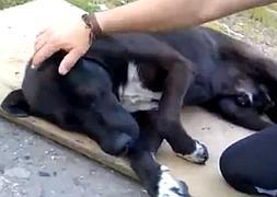 Un perro abandonado en Avilés conmueve las redes sociales