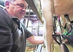 Un ganadero procede a ordeñar una de sus vacas lecheras. ::                             E. C.