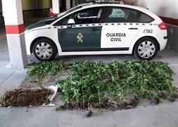 Plantas incautadas por la Guardia Civil en diferentes puntos del concejo de Cangas. ::                             OPC