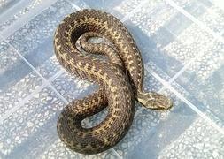 Apresan una víbora cerca del parque de Los Pericones