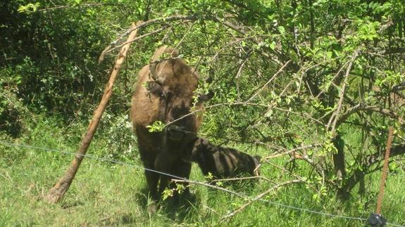 La cría de bisonte, junto a su madre, el pasado viernes.