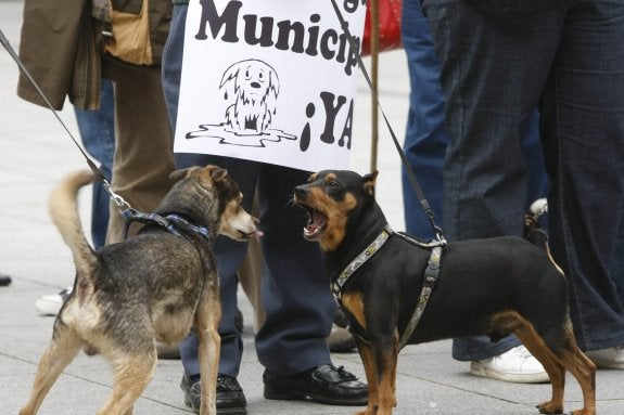 Una de las concentraciones que se realizaban todas las semanas en Avilés para pedir la perrera. 